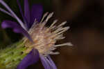 Georgia aster